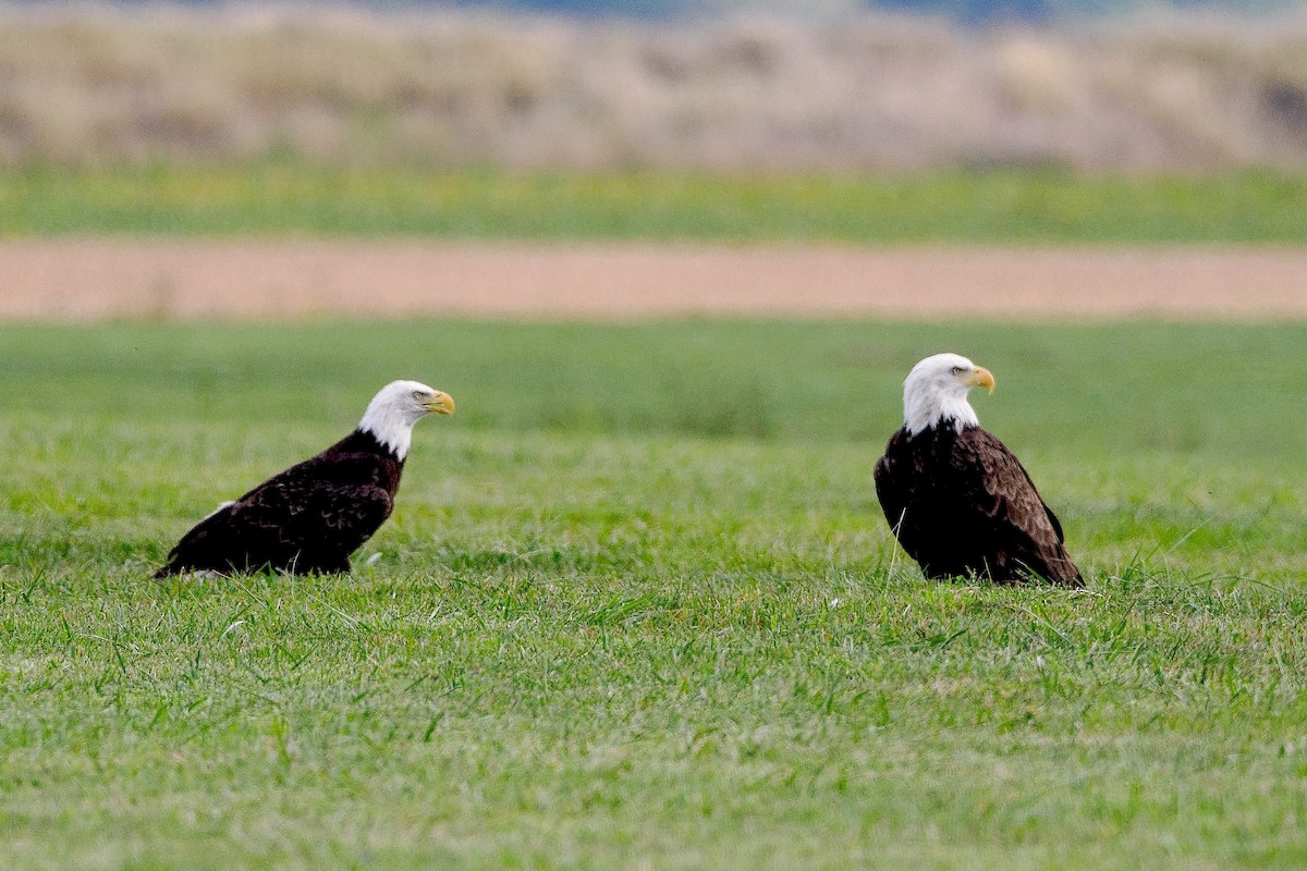 Bald Eagle - ML642065565