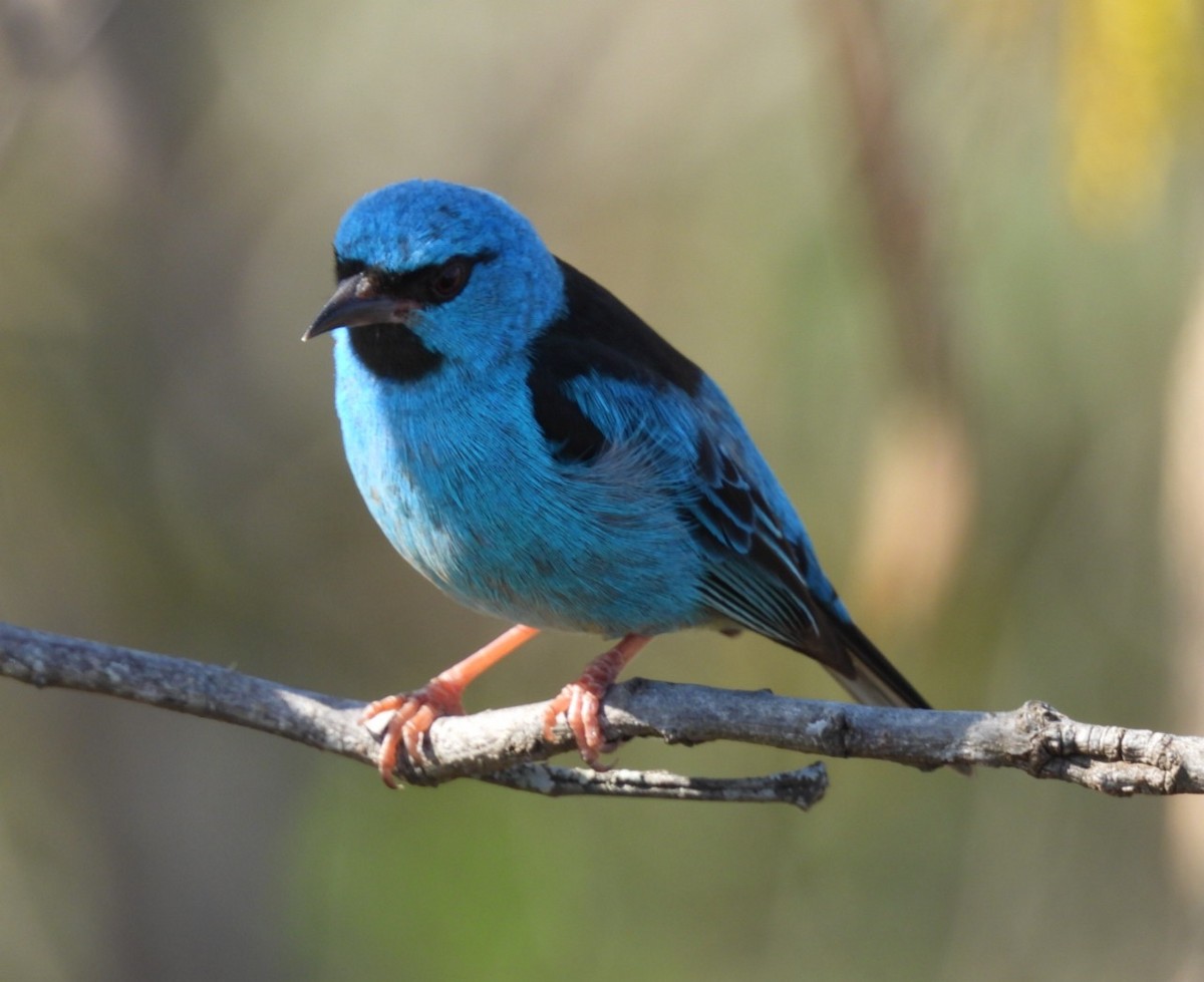 Blue Dacnis - ML642065566