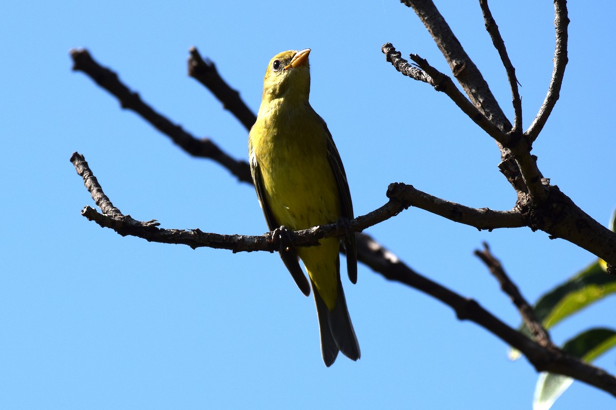 Western Tanager - ML642065571