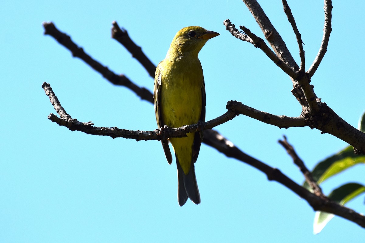 Western Tanager - ML642065572