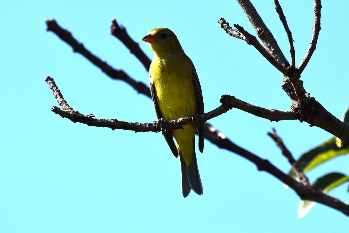 Western Tanager - ML642065573