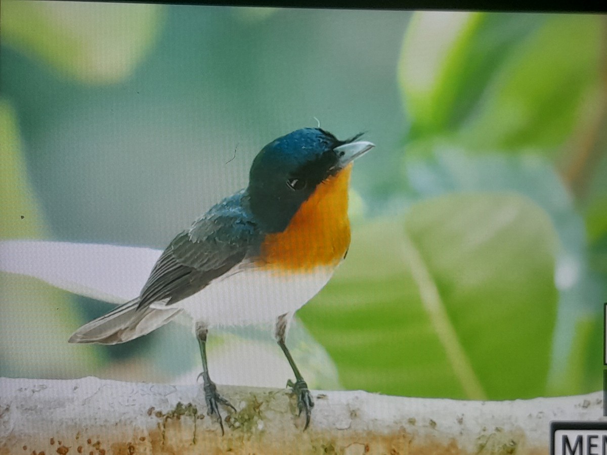 Samoan Flycatcher - ML642065589