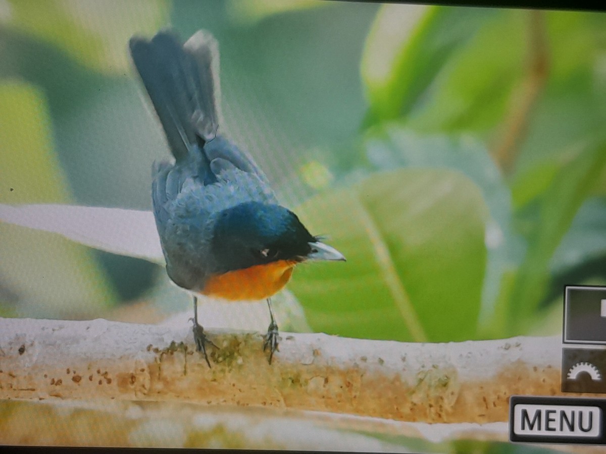Samoan Flycatcher - ML642065606