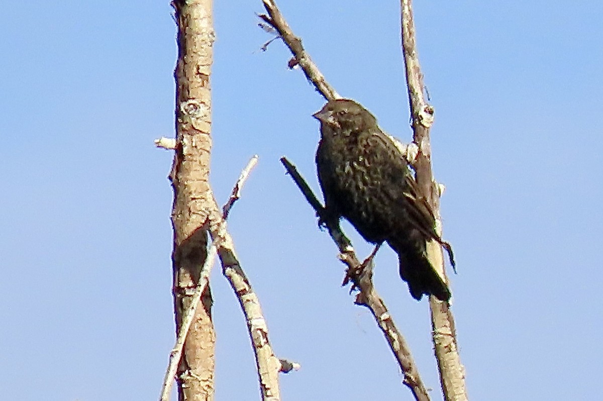 Red-winged Blackbird - ML642065609