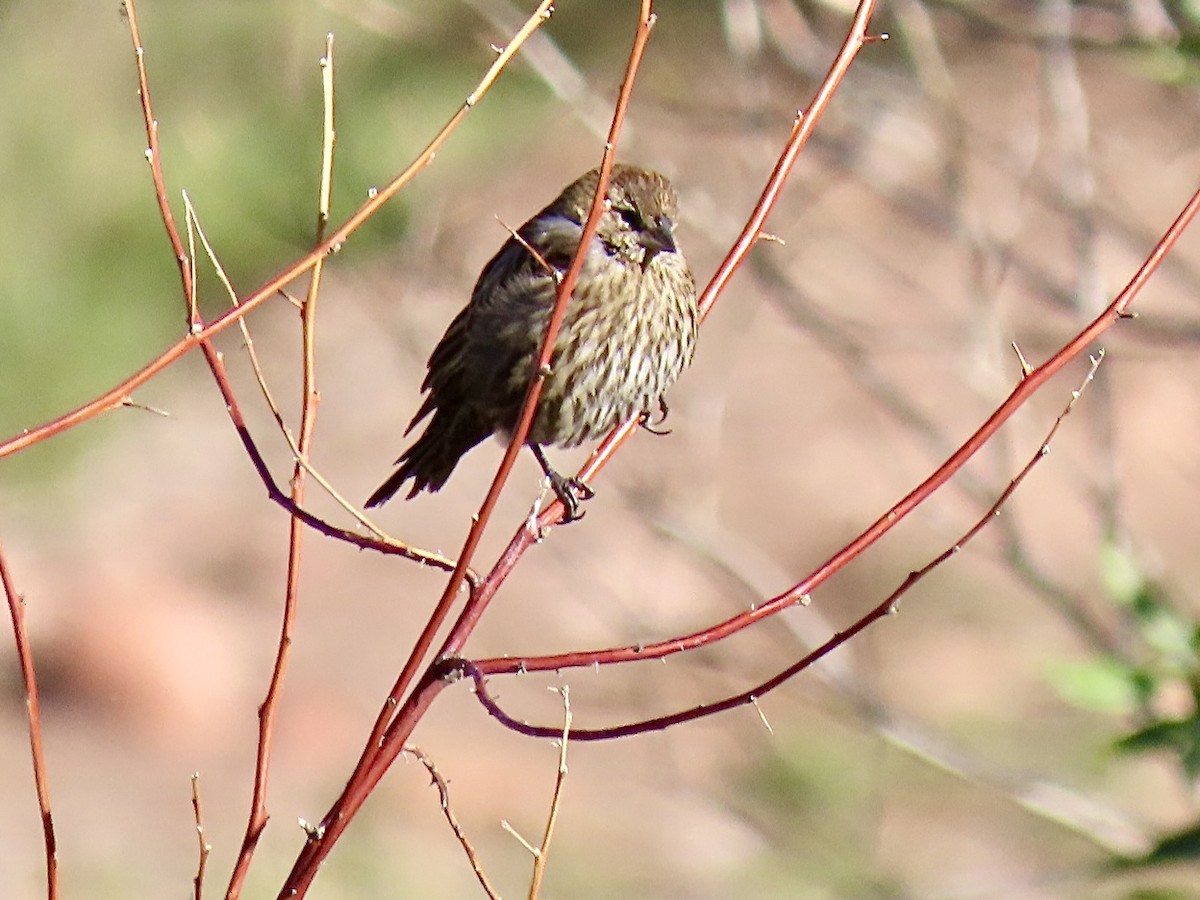 Red-winged Blackbird - ML642065610