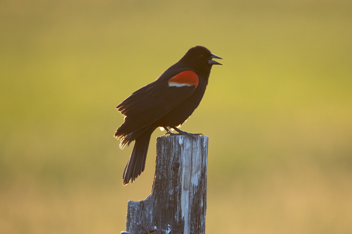 Red-winged Blackbird - ML642065626