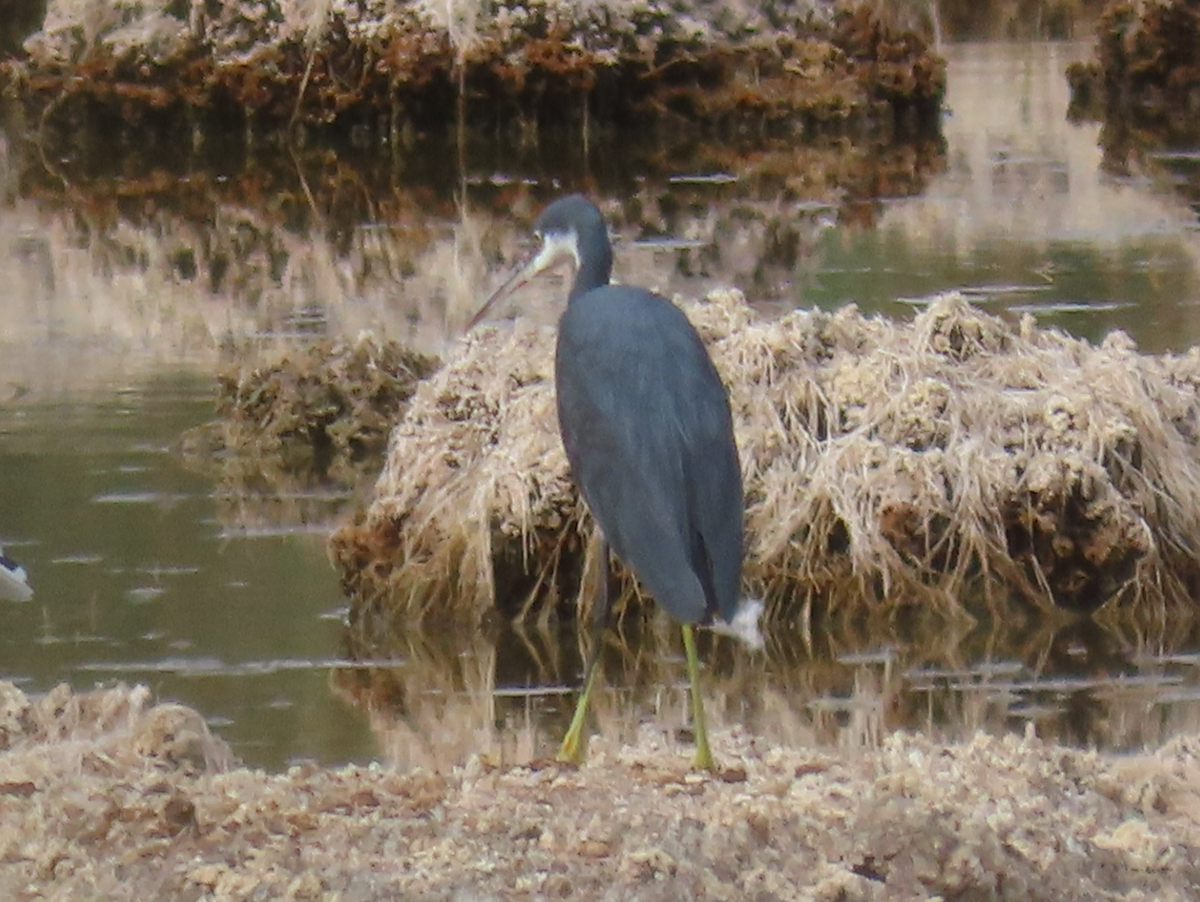 Western Reef-Heron - ML642065641