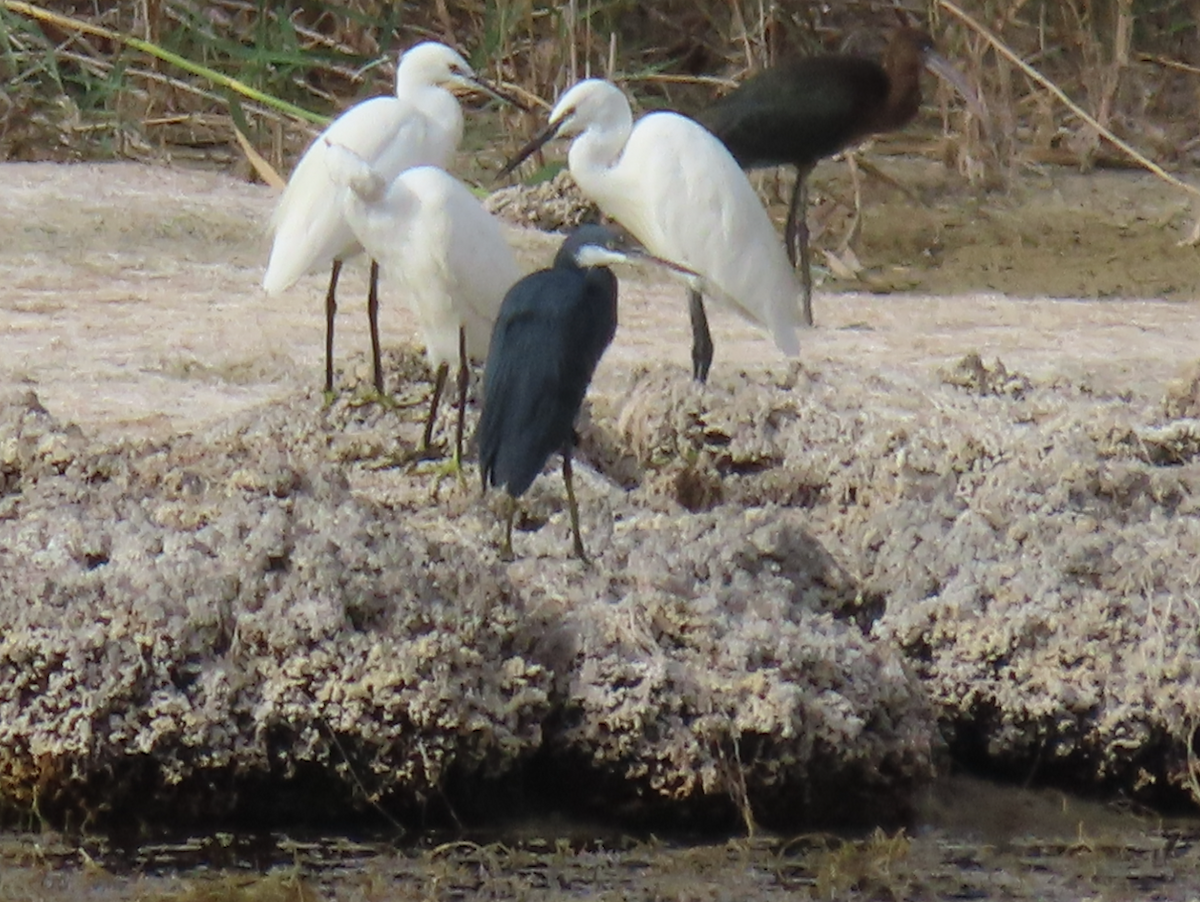 Western Reef-Heron - ML642065642