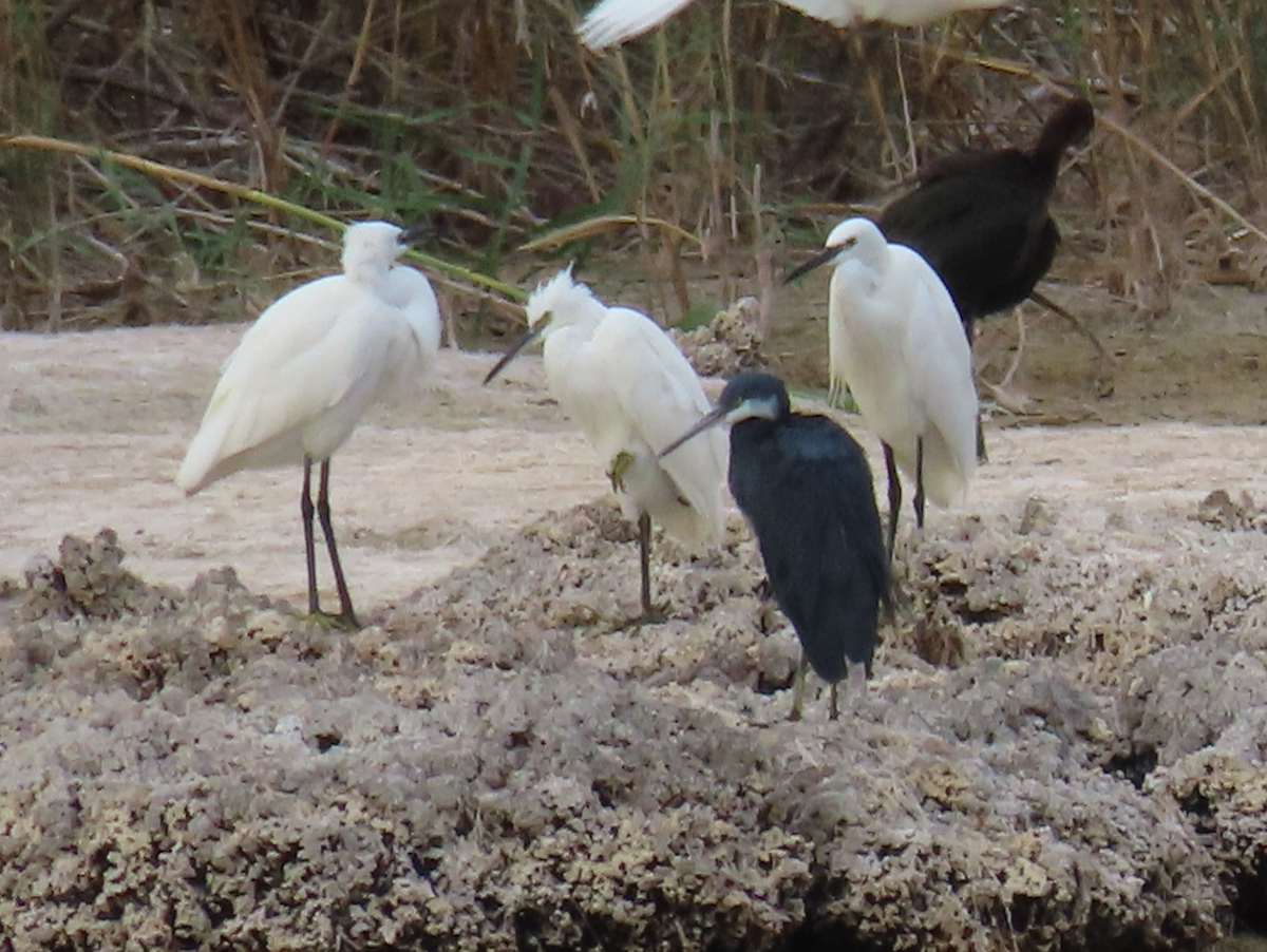 Western Reef-Heron - ML642065646