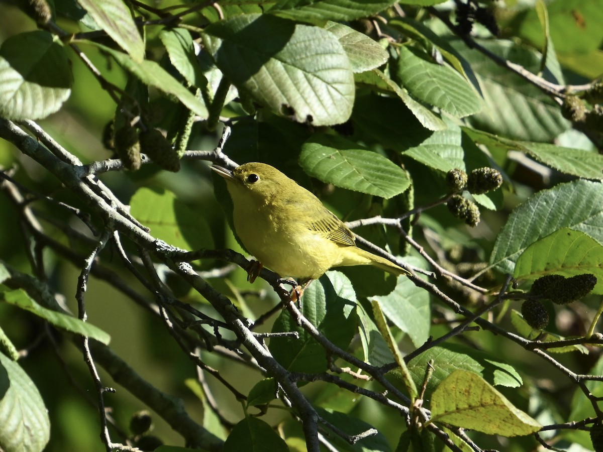 Yellow Warbler - ML642065648