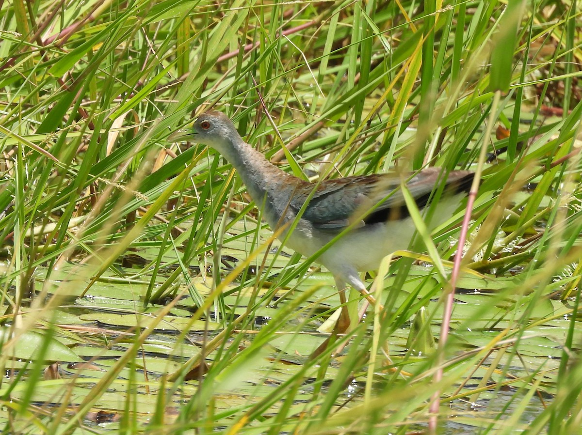 Azure Gallinule - ML642065652