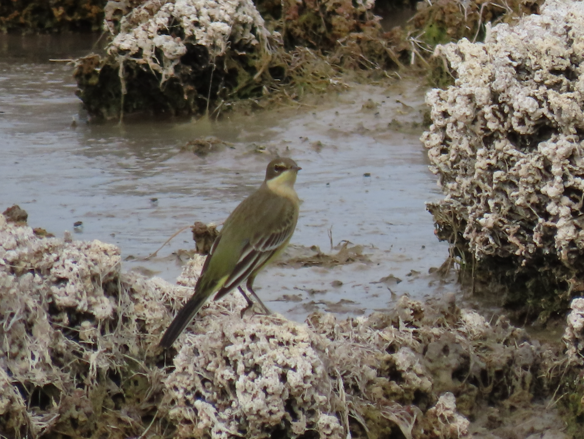 Western Yellow Wagtail (iberiae) - ML642065659