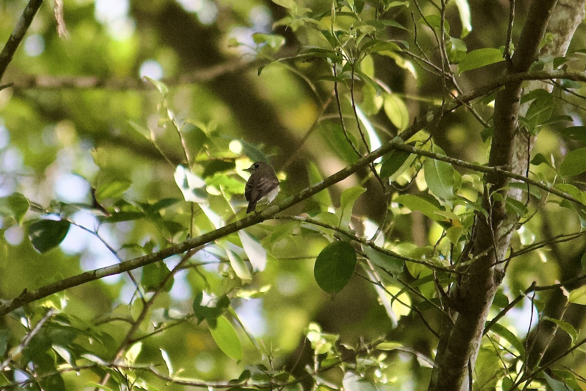 Asian Brown Flycatcher - ML642065661