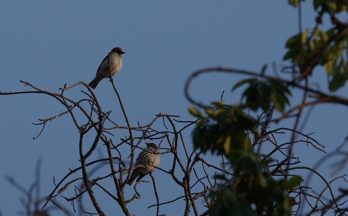 Violet-backed Starling - ML642065662