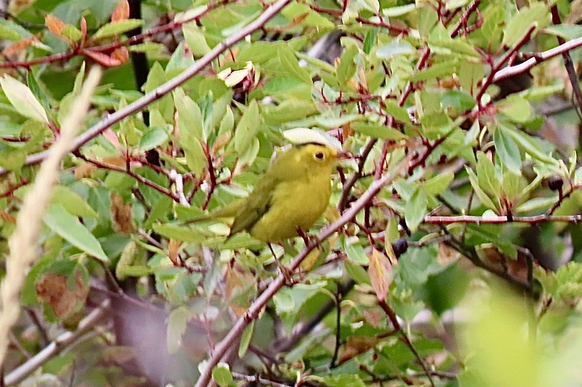 Wilson's Warbler - ML642065665