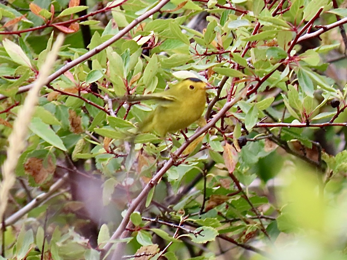 Wilson's Warbler - ML642065666
