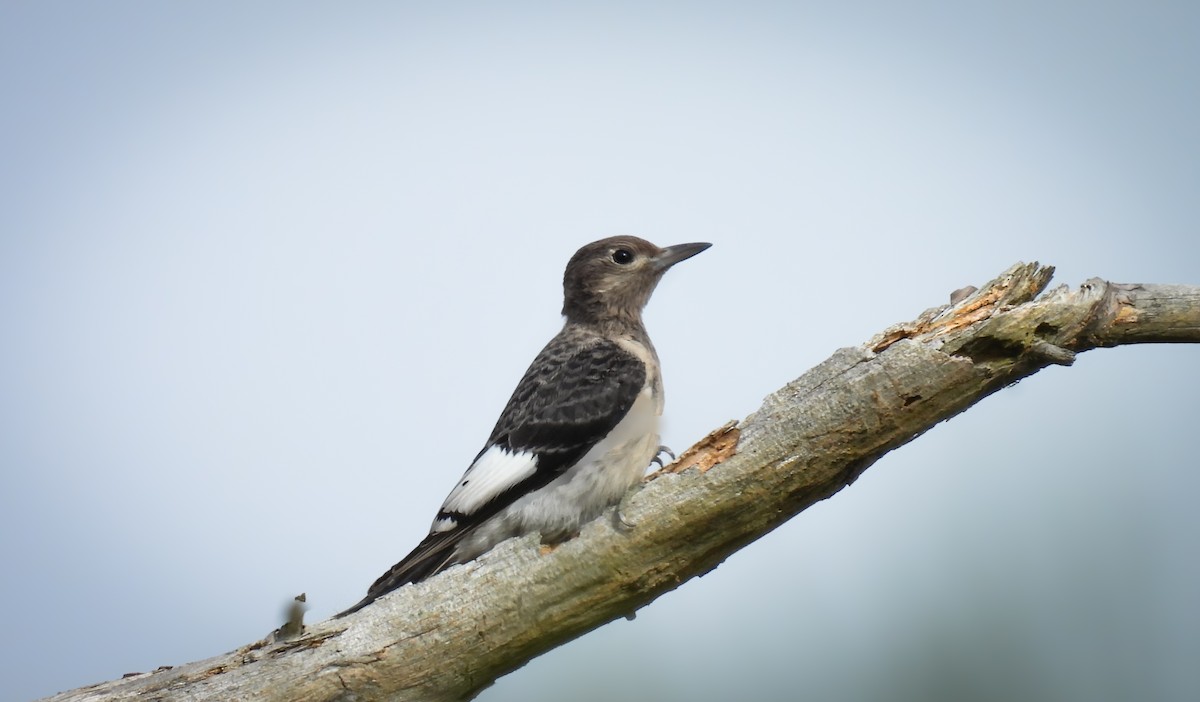 Red-headed Woodpecker - ML642065679