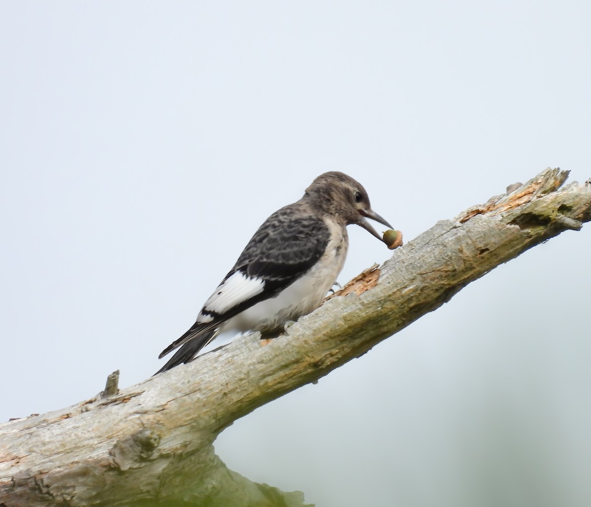 Red-headed Woodpecker - ML642065680