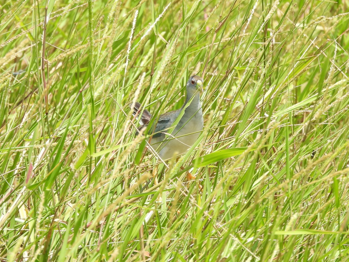 Azure Gallinule - ML642065707