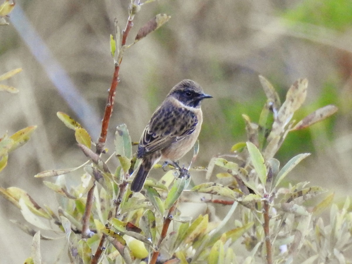 European Stonechat - ML642065709