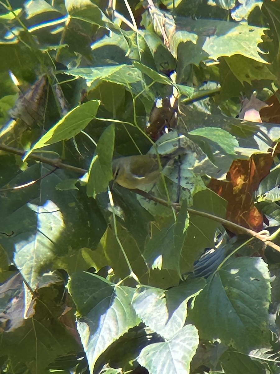 Tennessee Warbler - ML642065726