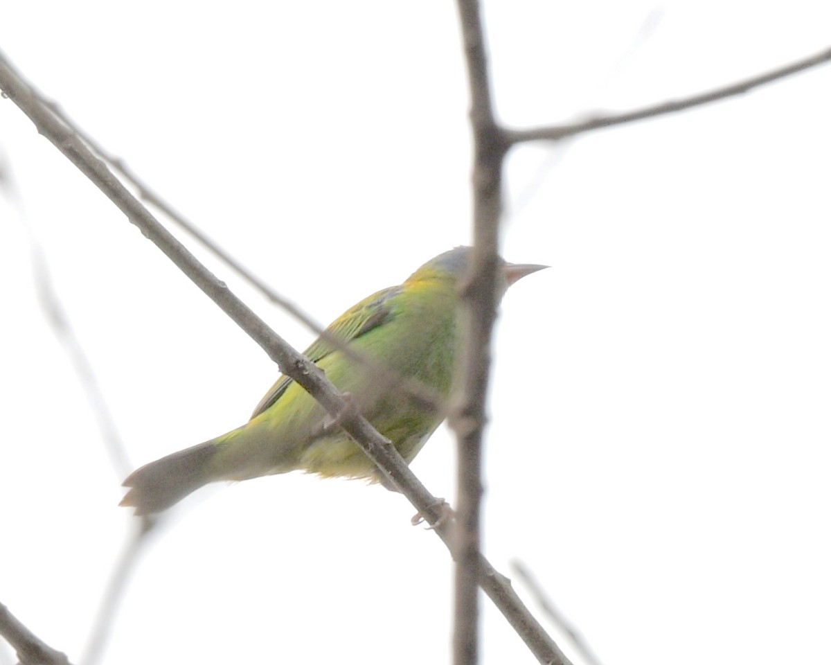 Mielerito Verde - ML642065728