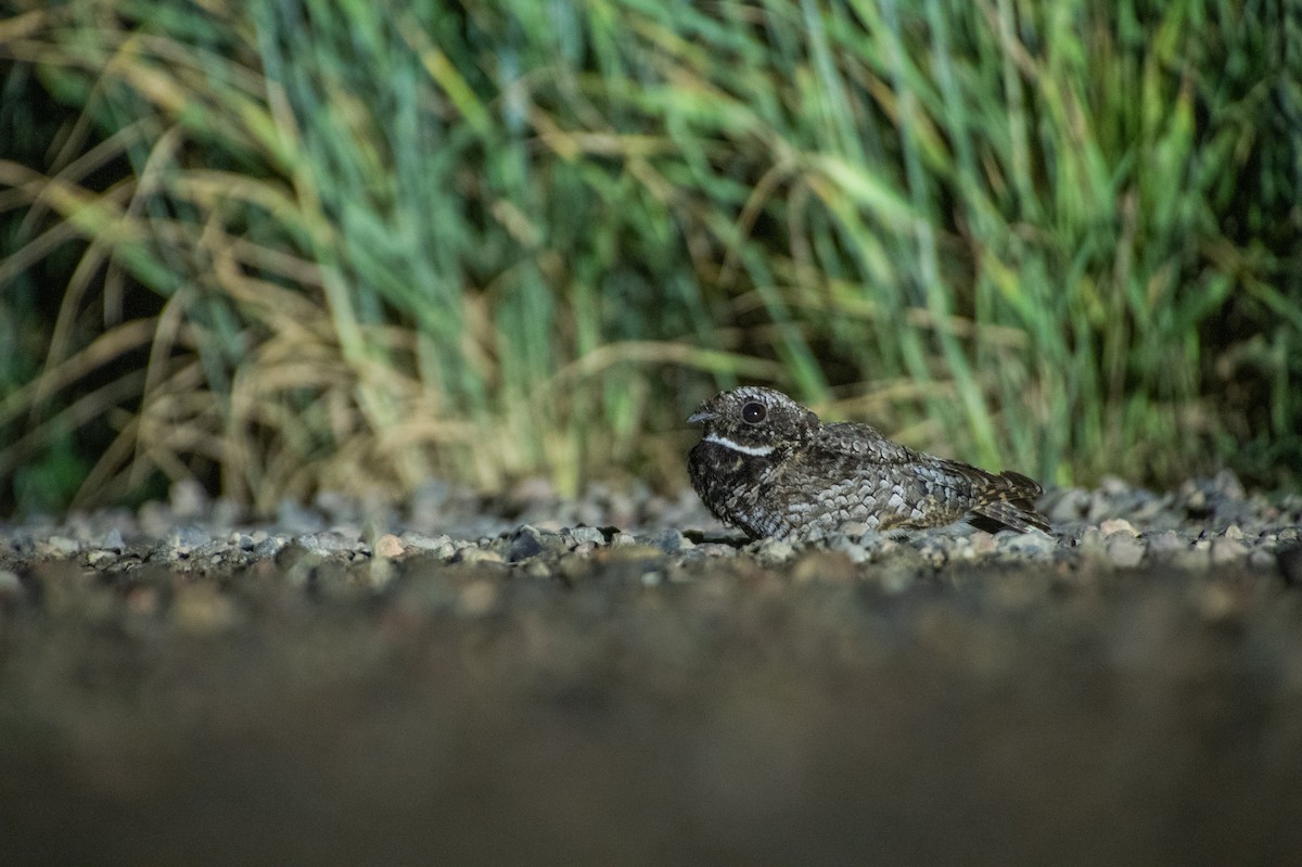 Common Poorwill - ML642065734