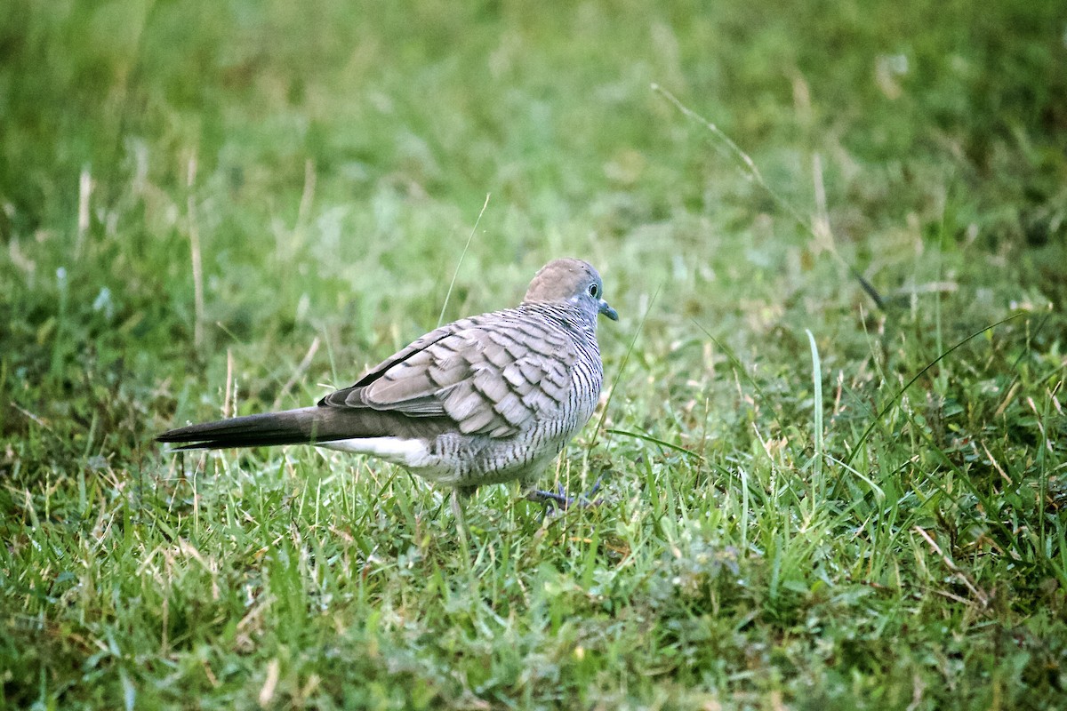 Zebra Dove - ML642065736