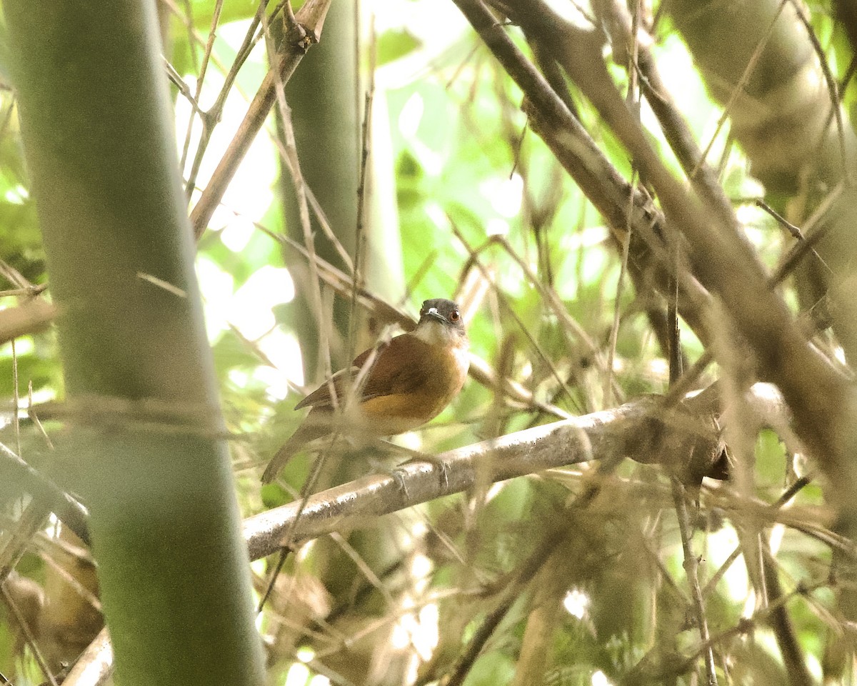 Goeldi's Antbird - ML642065745