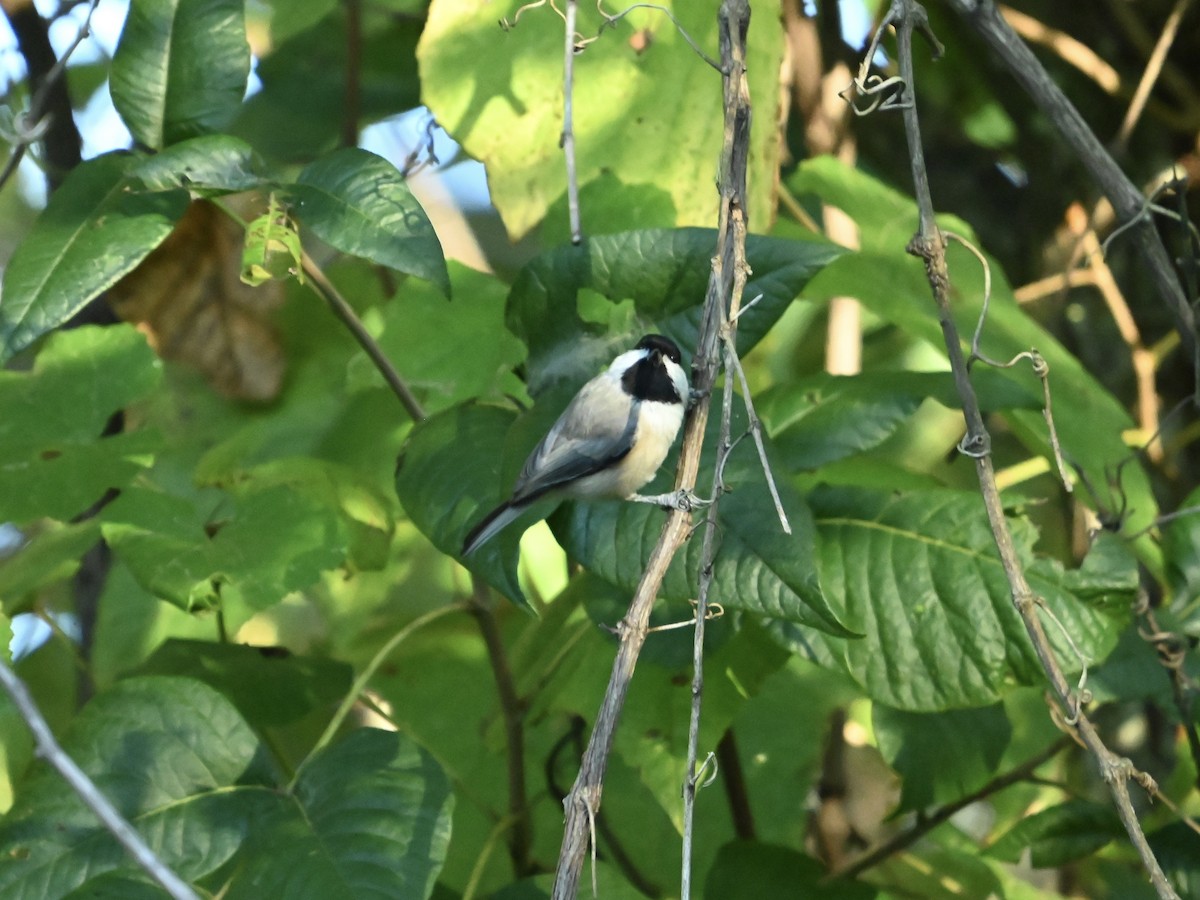 sýkora karolínská - ML642065762
