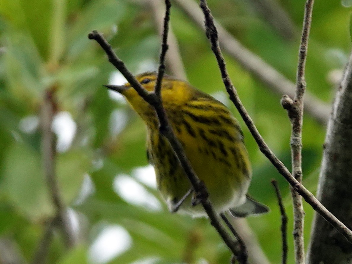 Cape May Warbler - ML642065767