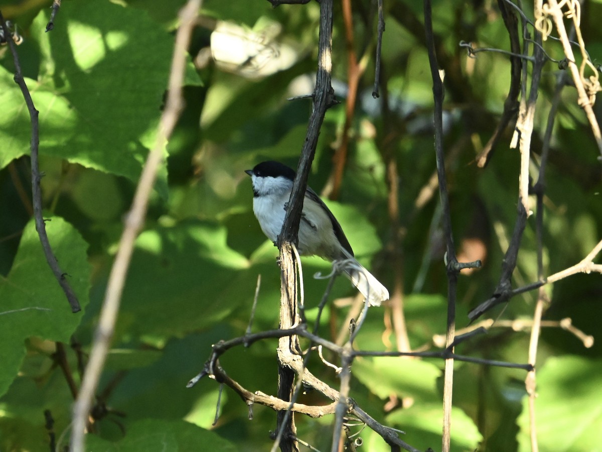 sýkora karolínská - ML642065771