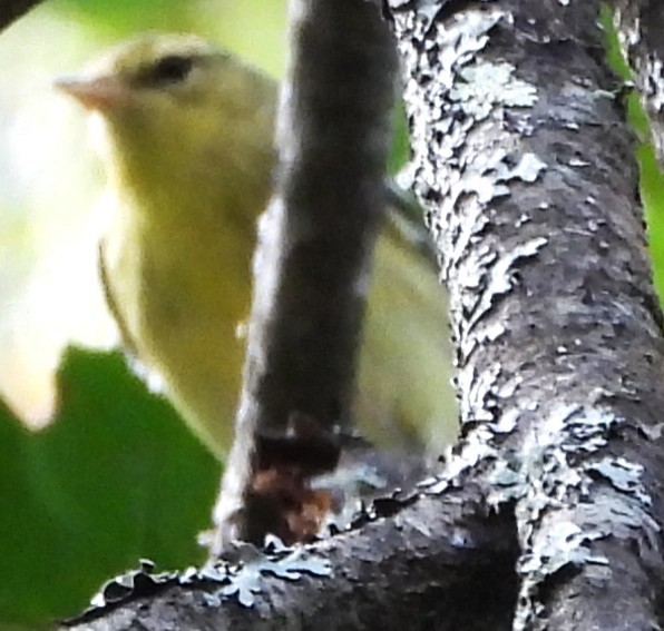 Cape May Warbler - ML642065778