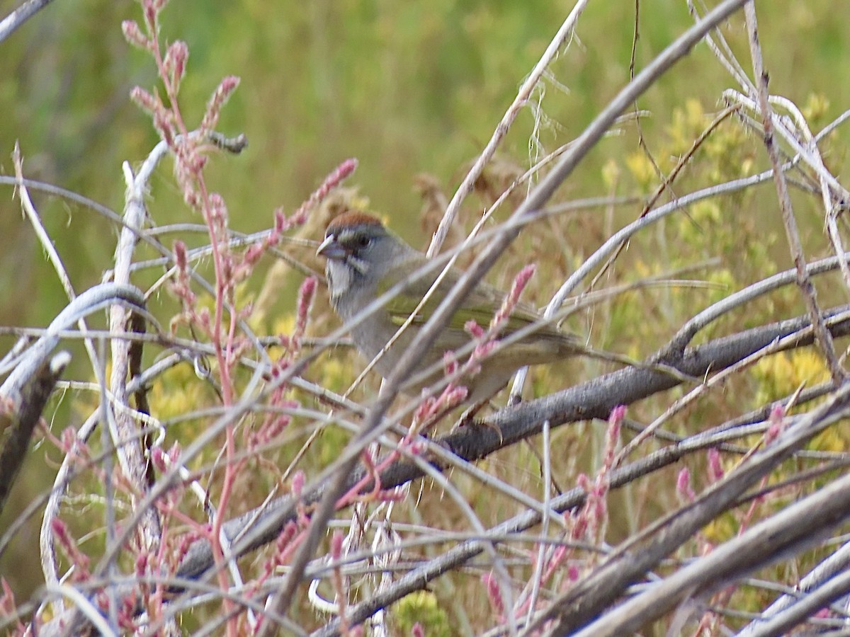 Green-tailed Towhee - ML642065792