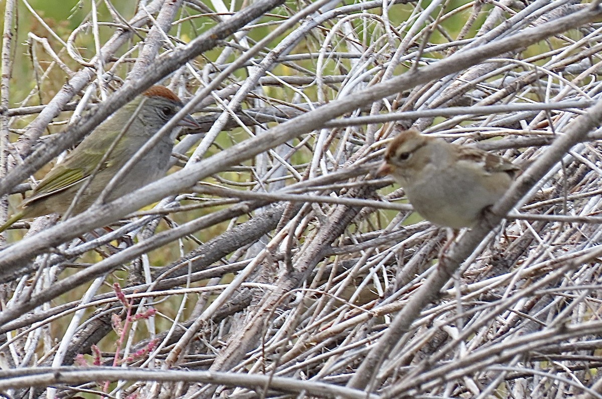 Green-tailed Towhee - ML642065793