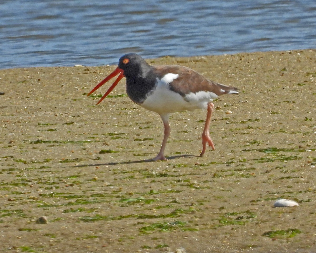 American Oystercatcher - ML642065799