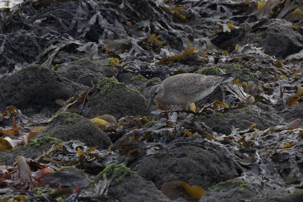 polarsnipe - ML642065807