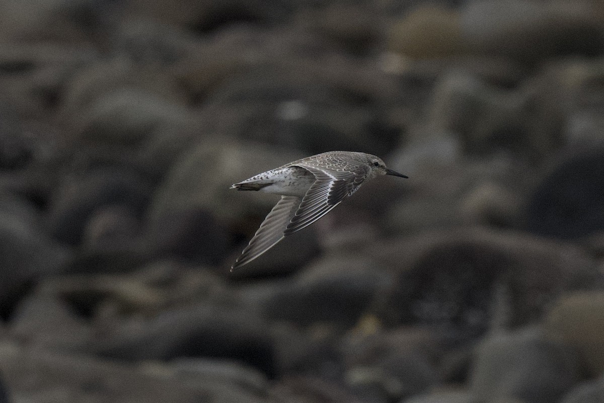 polarsnipe - ML642065808