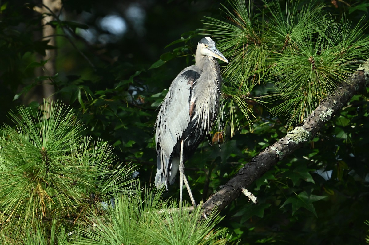 Great Blue Heron - ML642065820
