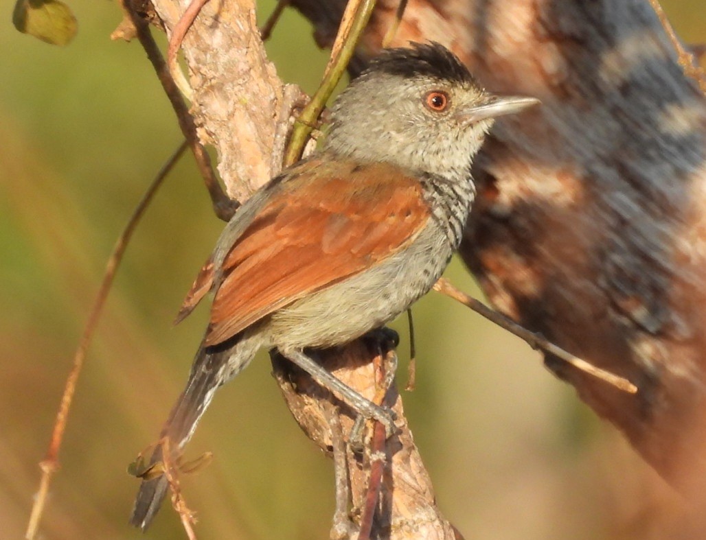 Batará Alirrufo - ML642065825