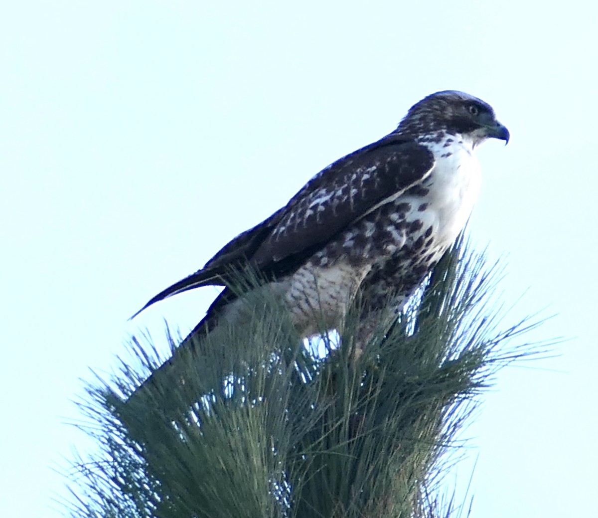 Kızıl Kuyruklu Şahin - ML642065826