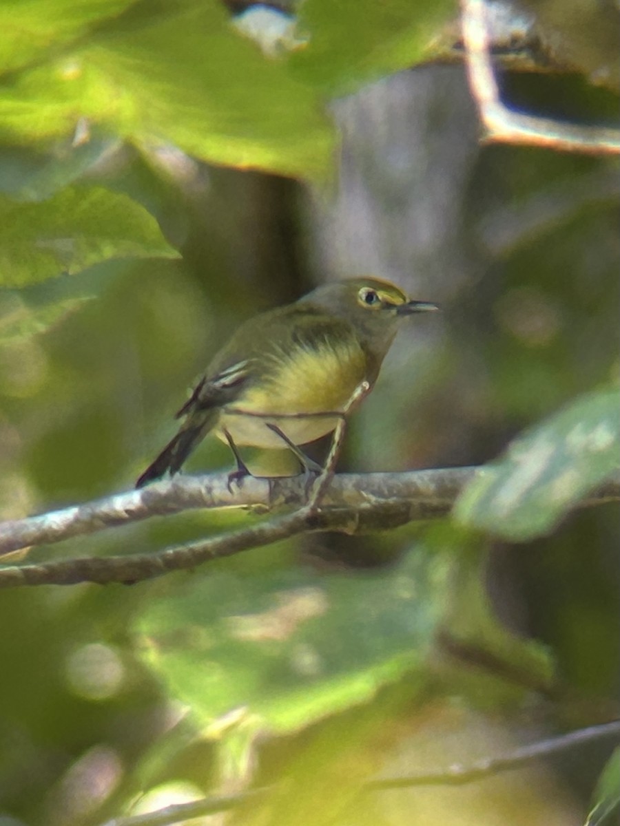 White-eyed Vireo - ML642065827