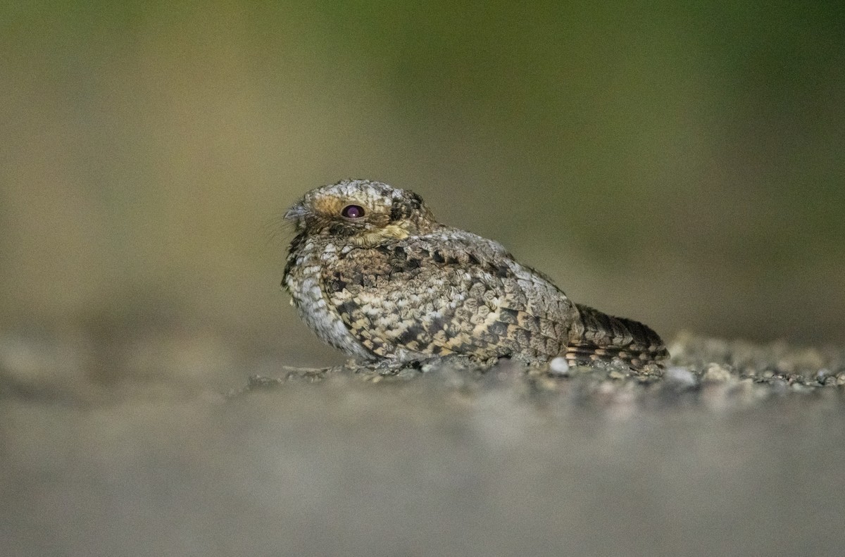 Common Poorwill - ML642065854