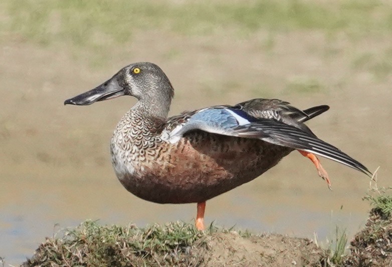 Northern Shoveler - ML642065864