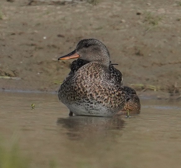 Northern Shoveler - ML642065866