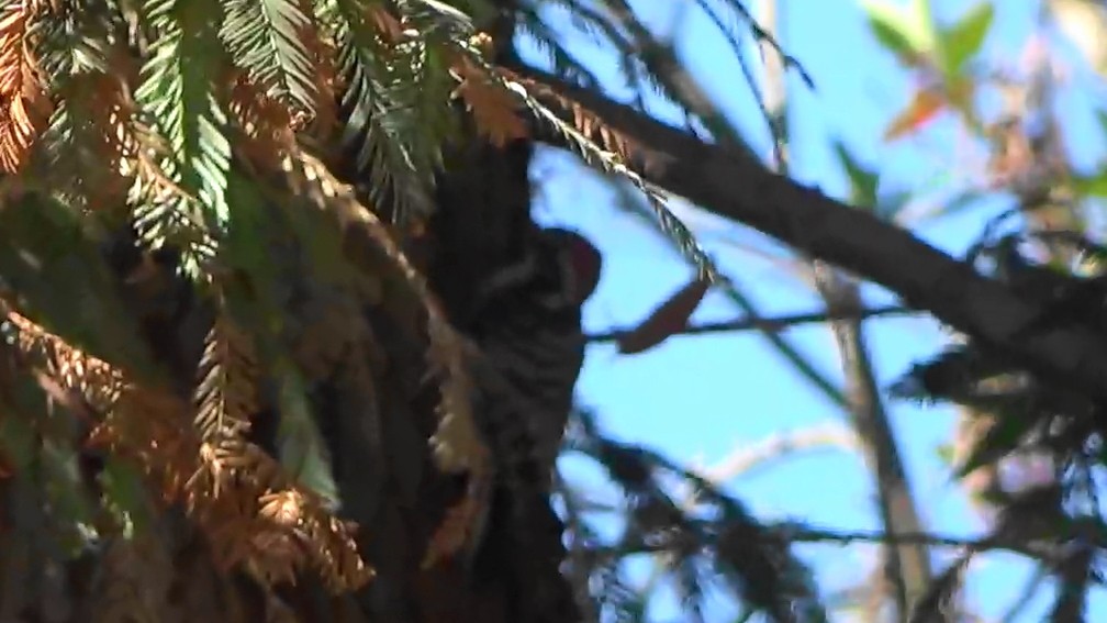 Nuttall's Woodpecker - ML642065872
