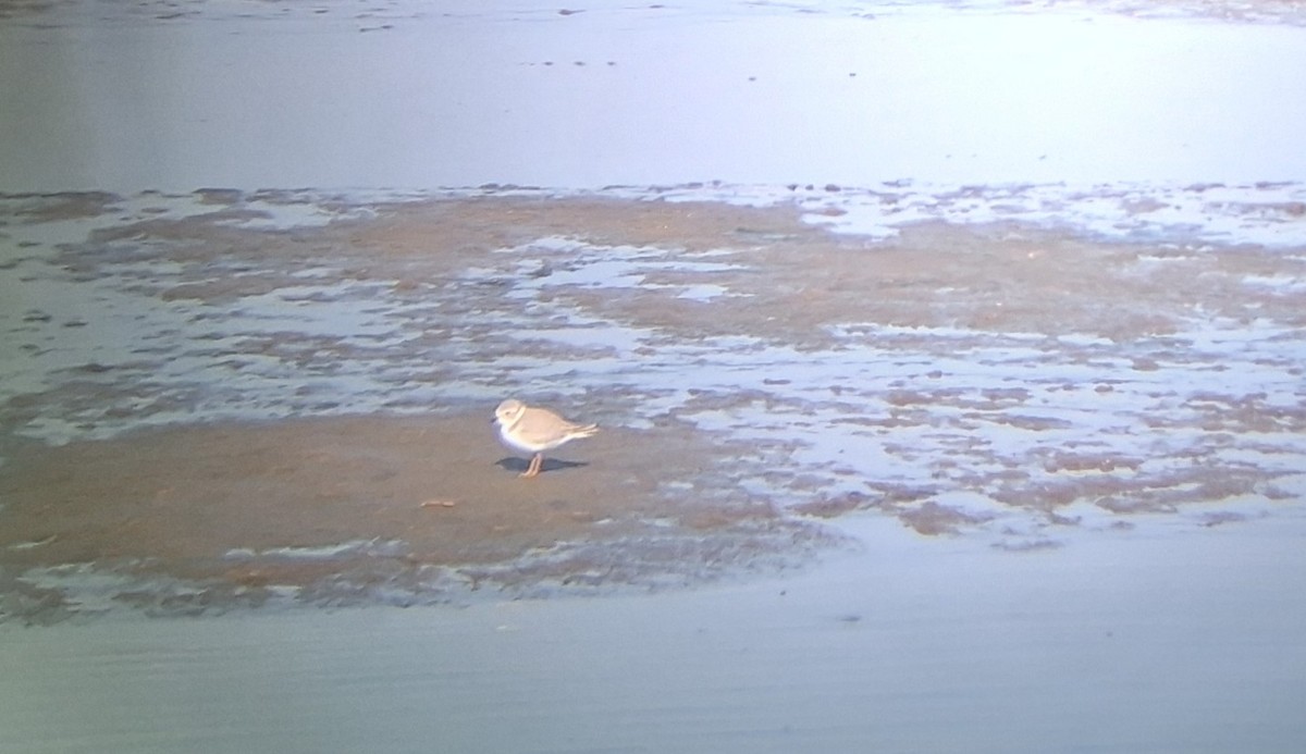 Piping Plover - ML642065879