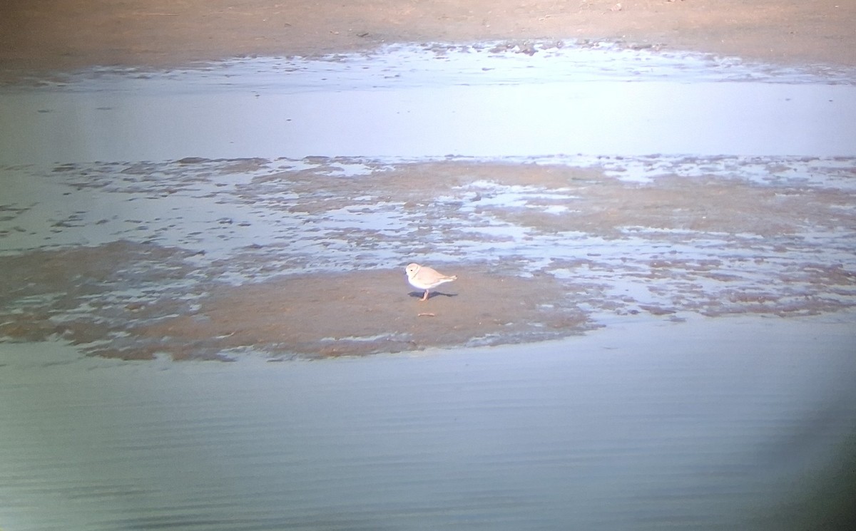 Piping Plover - ML642065880