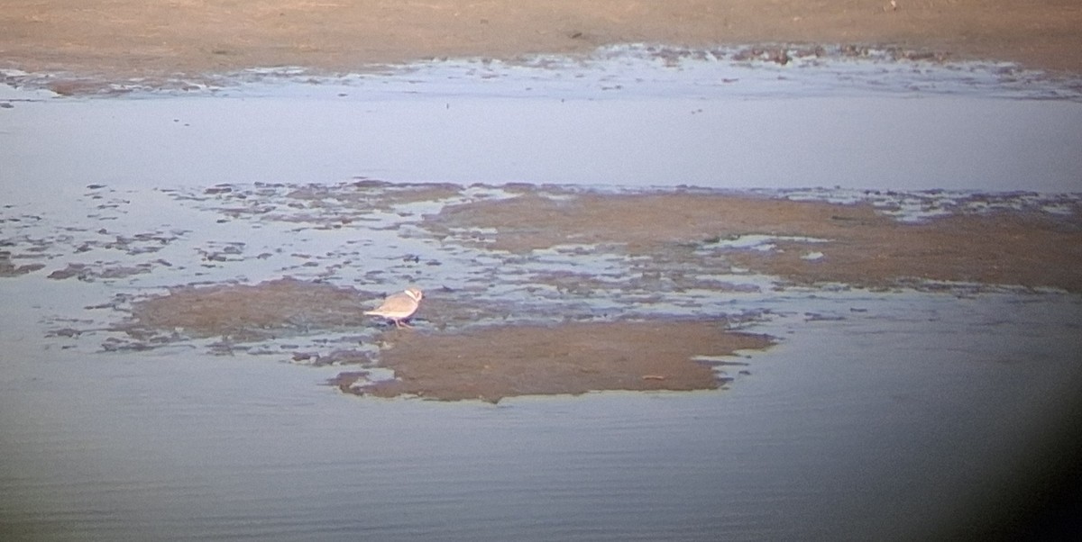 Piping Plover - ML642065881