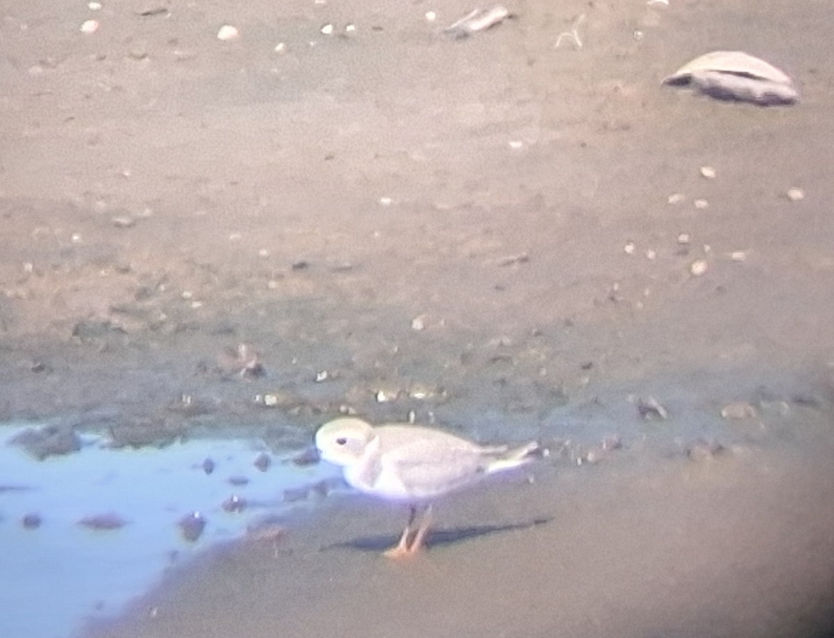 Piping Plover - ML642065882